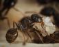 Особенности создания и жизни муравьиной семьи