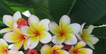 Plumeria (frangipani) – description with photo of the flower;  growing and caring for it;  benefits and harms of frangipani (with contraindications)