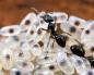 How Do Pharaoh Ants Reproduce?