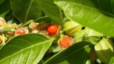 Ashwagandha: medicinal properties and contraindications