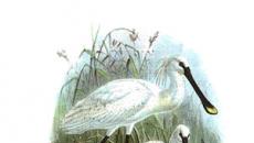 What does the spoonbill eat?  Spoonbill bird.  Lifestyle and habitat of the spoonbill bird.  Number and its trends