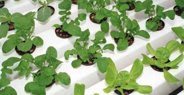 Is it possible to grow arugula at home on a window?