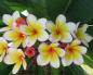 Plumeria (frangipani) - description with a photo of a flower;  growing and caring for it;  the benefits and harms of frangipani (with contraindications)