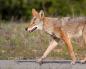 Animal ugly, cunning and wild coyote: description, photo, video