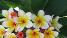 Plumeria (frangipani) - description with a photo of a flower;  growing and caring for it;  the benefits and harms of frangipani (with contraindications)