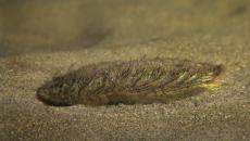 Sea mouse (polychaete) Paragraph XL Marine landings, or sea expeditions
