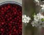 Felt cherry - cultivation and care, planting, pruning, photo Thick felt cherry