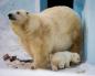 Webcams Novosibirsk Novosibirsk Zoo webcam polar bears Shilka
