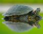 All about turtles - About the red-eared turtle
