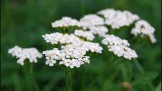 Yarrow: useful properties, contraindications, prescriptions for medicines Yarrow with chamomile benefits and harms