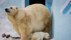 Webcam novosibirsk zoo polar bears