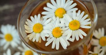 Combination of herbs in teas.  Herbal tea recipes.  How to brew herbal tea correctly?  Rose hip flower tea