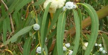 Mga benepisyo at pinsala ng Eucalyptus tea