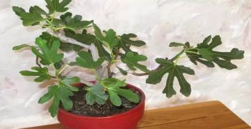 Fig tree: care and cultivation
